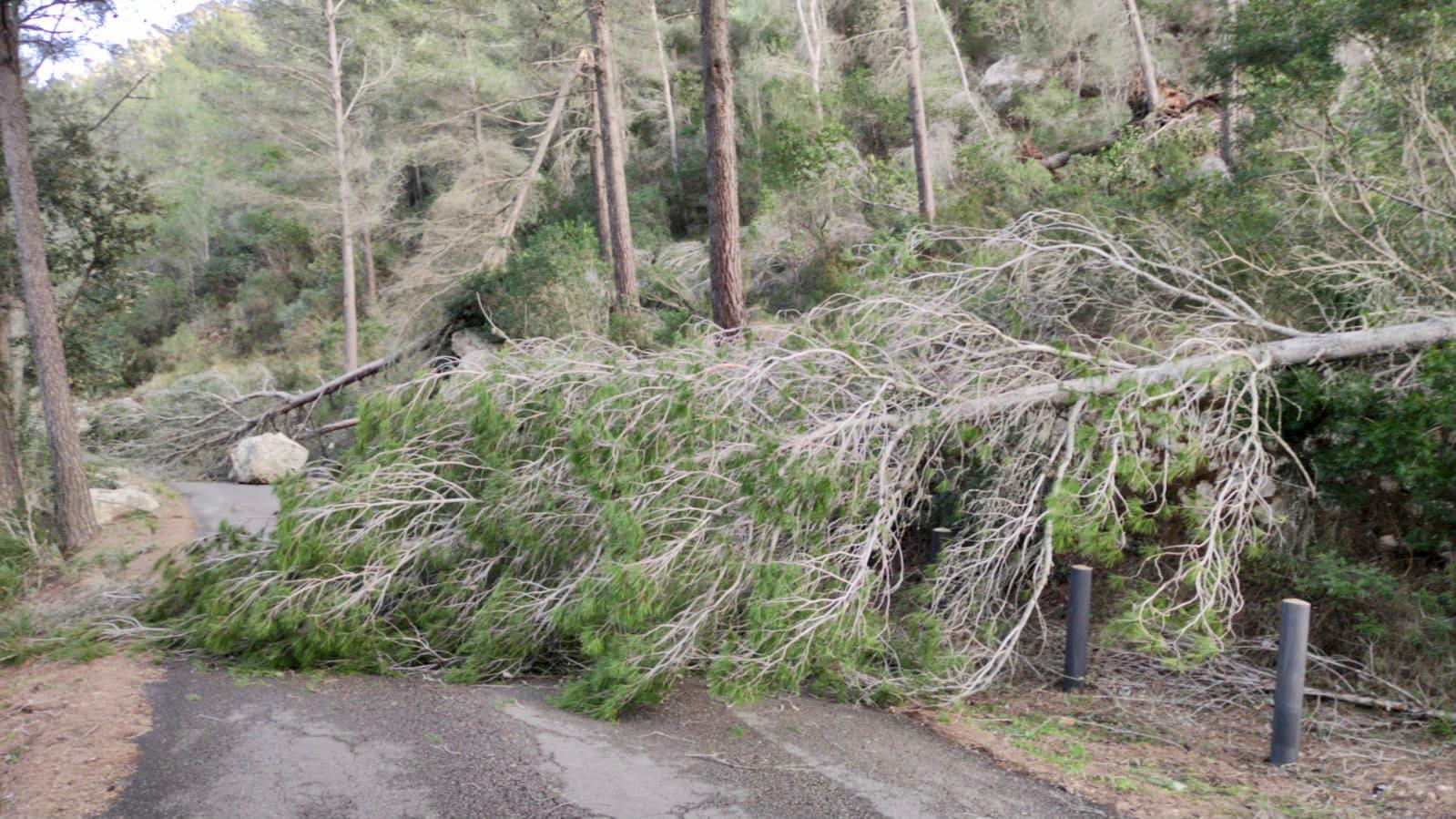 L'equip d'emergències en carreteres del Consell han atès 38 incidències per caiguda d'arbres, senyals o cablejat elèctric provocades per la tempesta Hortensia